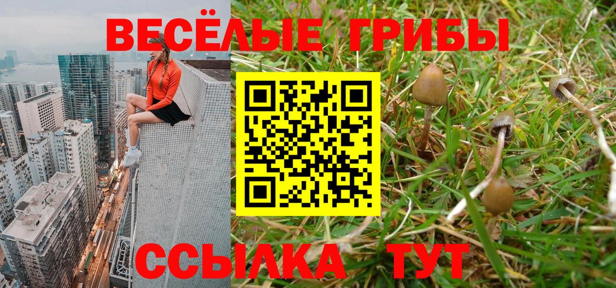Грозный  Галлюциногенные грибы Psilocybine cubensis  Вход с VPN 